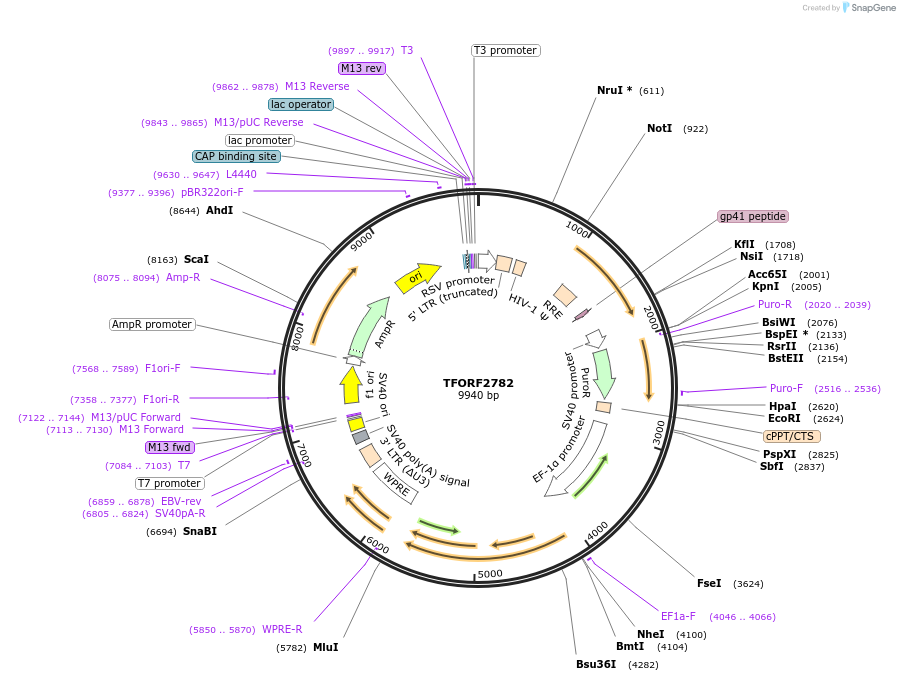 144236-plasmid-map-sequence-id-404117