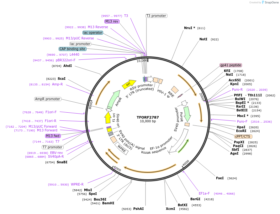 144237-plasmid-map-sequence-id-404118