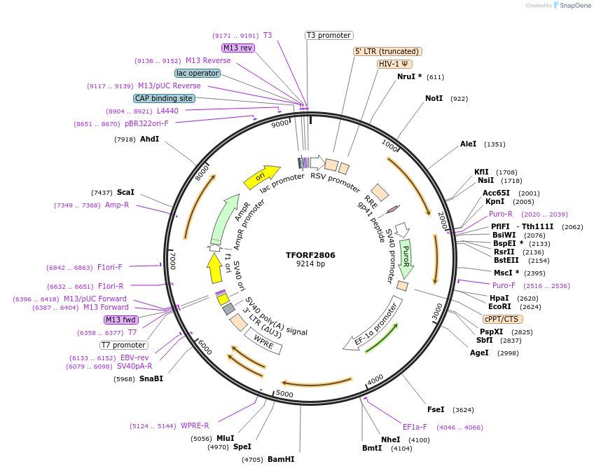 144242-plasmid-map-sequence-id-404119