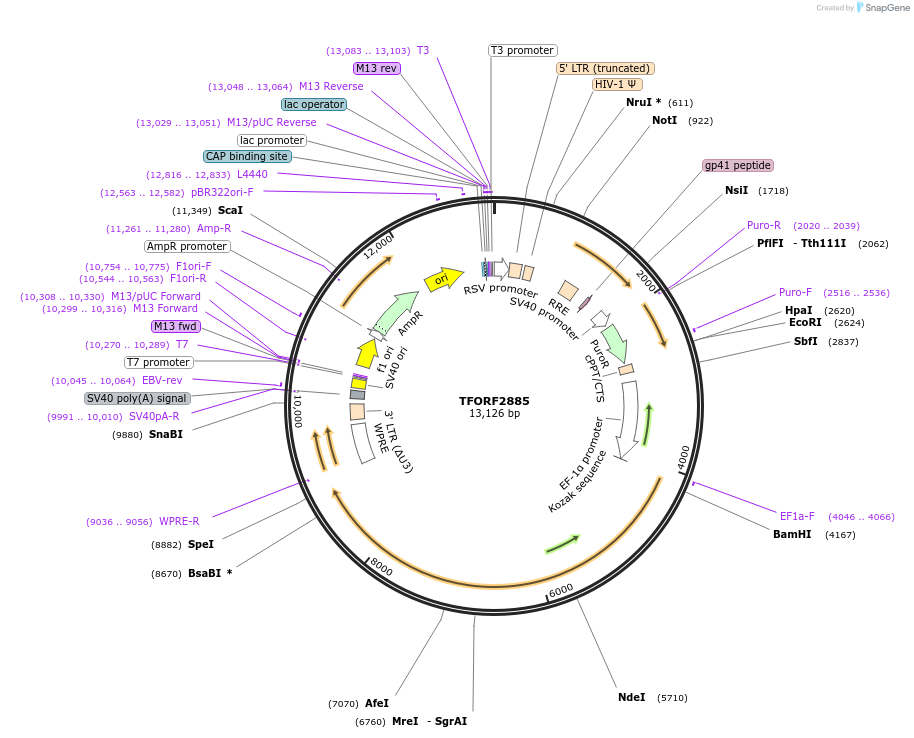 144256-plasmid-map-sequence-id-404123