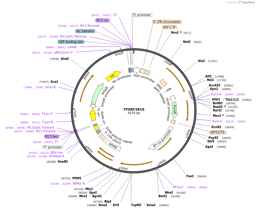 144245-plasmid-map-sequence-id-404124