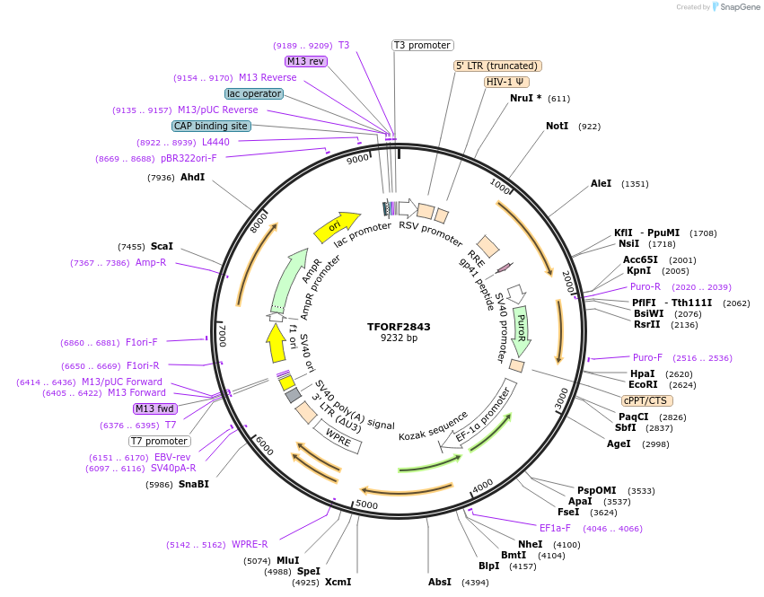 144247-plasmid-map-sequence-id-404125