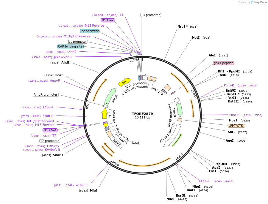 144253-plasmid-map-sequence-id-404126