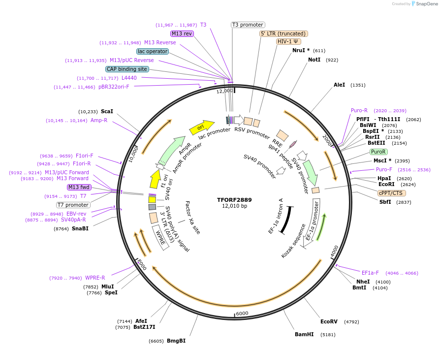 144258-plasmid-map-sequence-id-404127