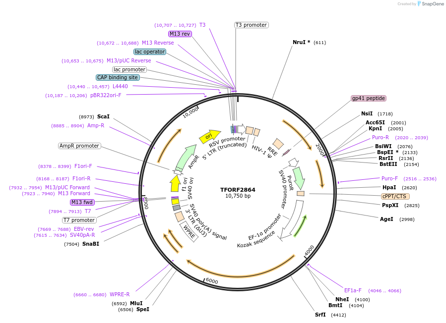144251-plasmid-map-sequence-id-404128