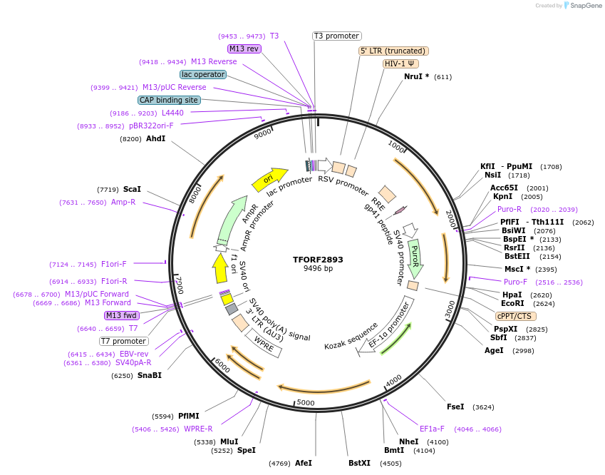 144260-plasmid-map-sequence-id-404129
