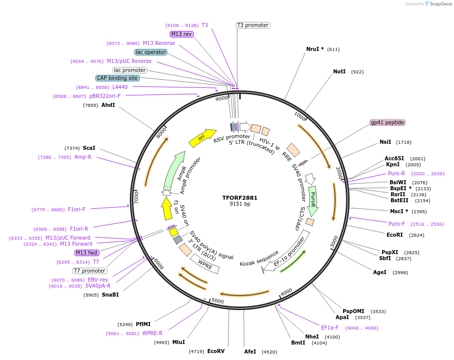 144254-plasmid-map-sequence-id-404130