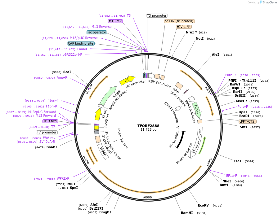 144257-plasmid-map-sequence-id-404131