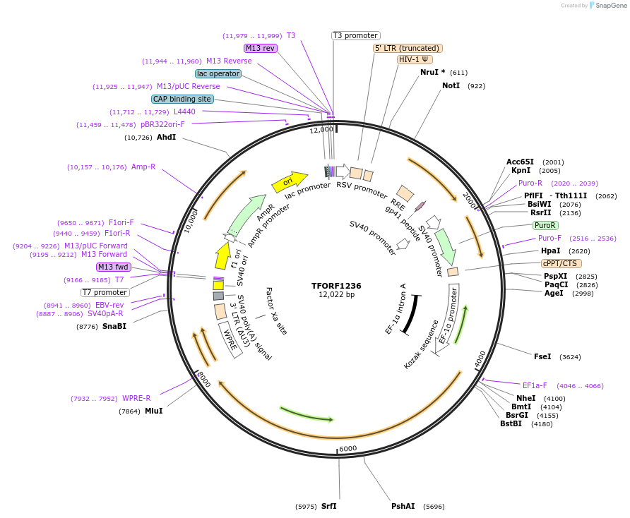 144282-plasmid-map-sequence-id-404134