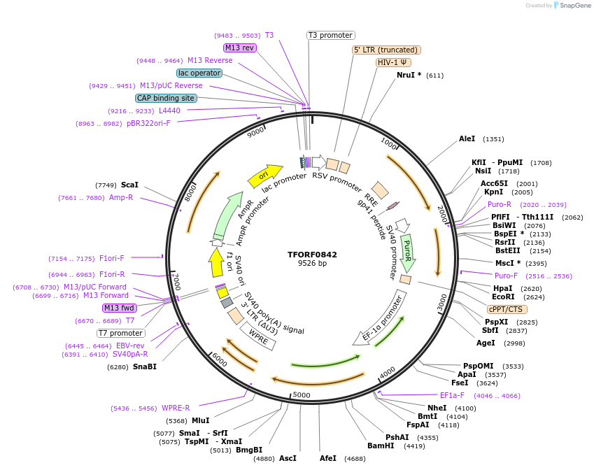 144264-plasmid-map-sequence-id-404137
