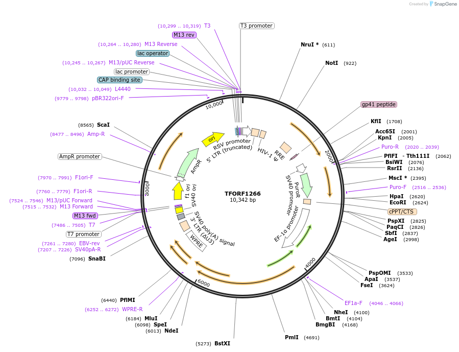 144286-plasmid-map-sequence-id-404142