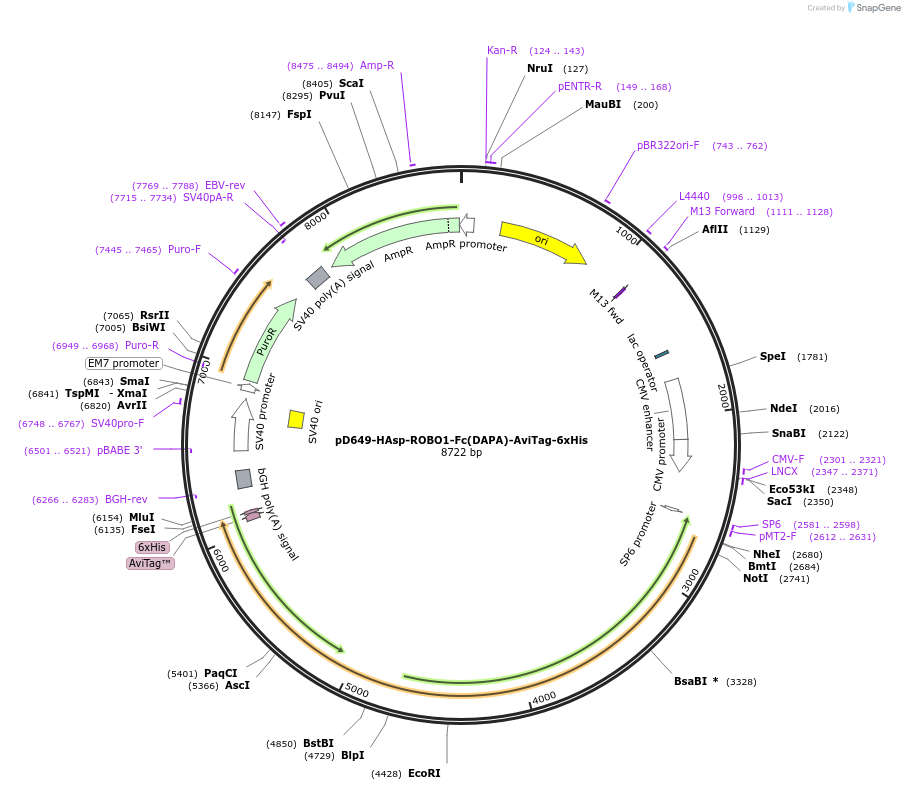 156998-plasmid-map-sequence-id-404144