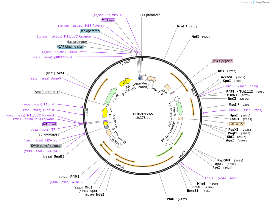 144285-plasmid-map-sequence-id-404146