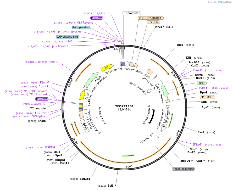 144280-plasmid-map-sequence-id-404147