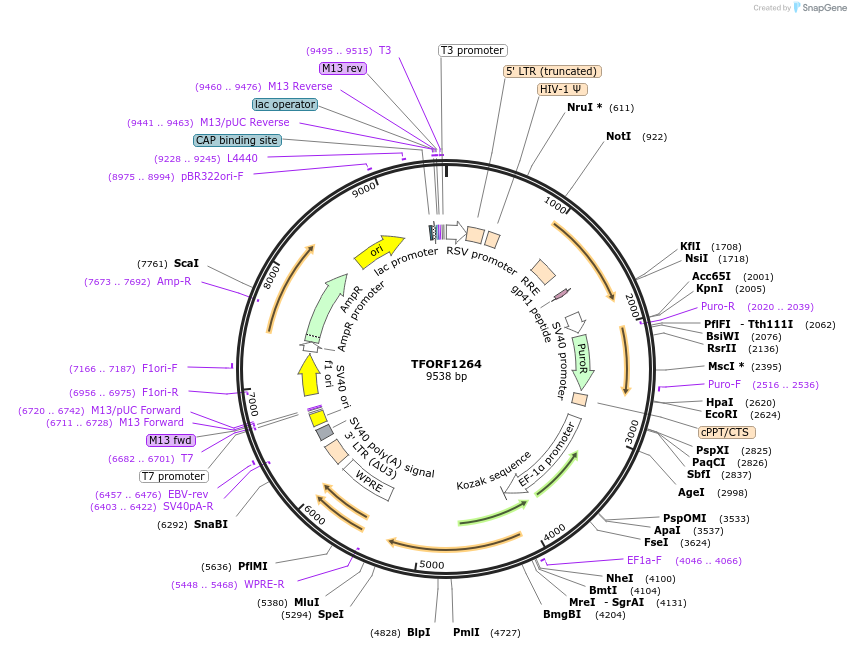 144284-plasmid-map-sequence-id-404148