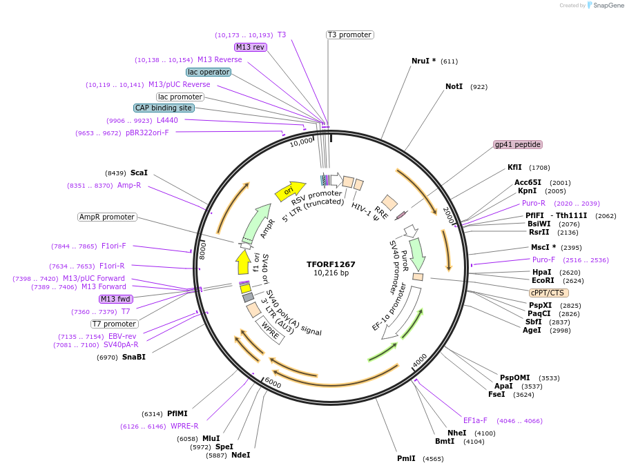 144287-plasmid-map-sequence-id-404151