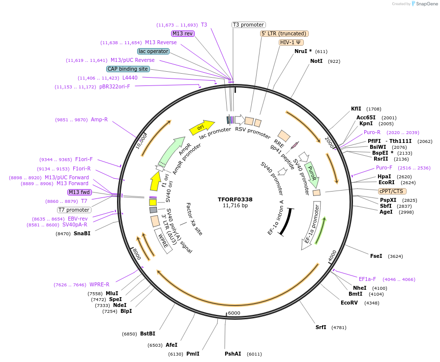 144261-plasmid-map-sequence-id-404152