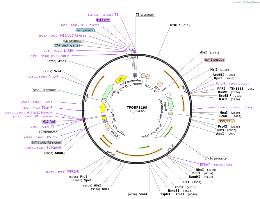 144276-plasmid-map-sequence-id-404153