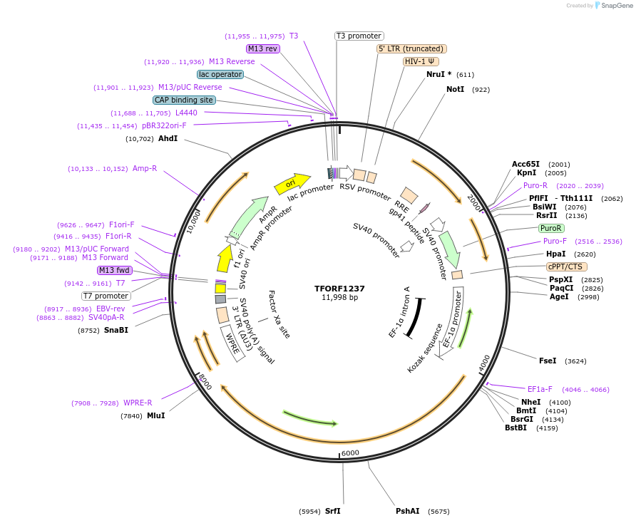 144283-plasmid-map-sequence-id-404155