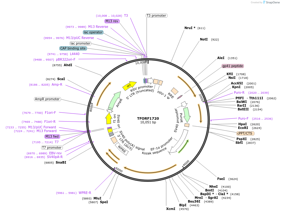144304-plasmid-map-sequence-id-404158