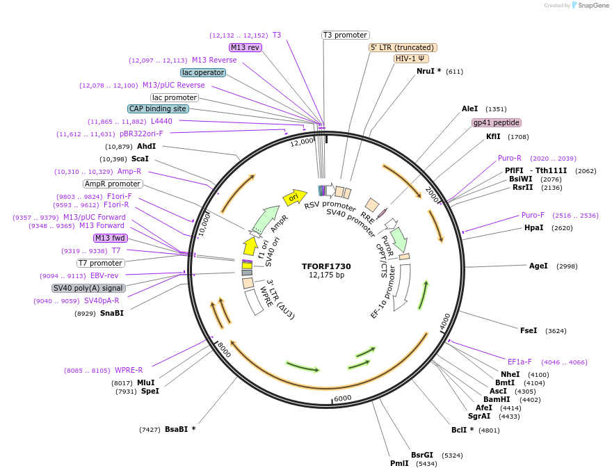 144306-plasmid-map-sequence-id-404160