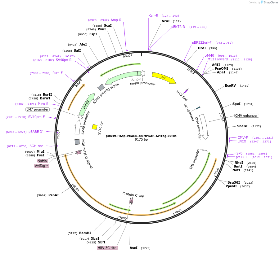 157506-plasmid-map-sequence-id-404161