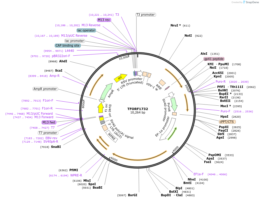 144307-plasmid-map-sequence-id-404162