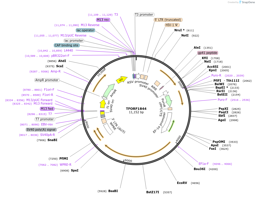 144313-plasmid-map-sequence-id-404163