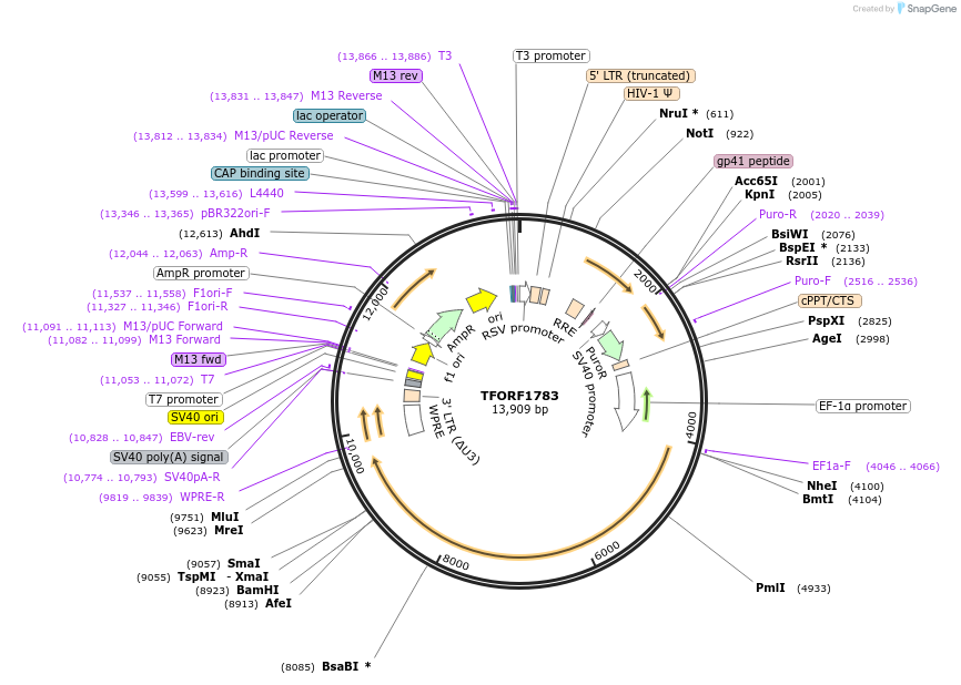 144311-plasmid-map-sequence-id-404165