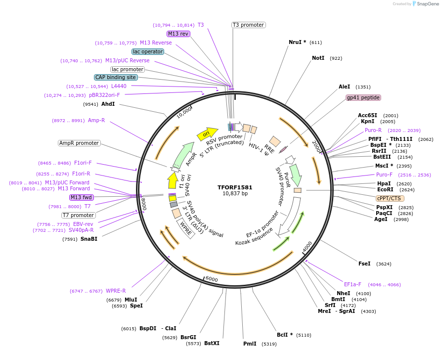 144294-plasmid-map-sequence-id-404167