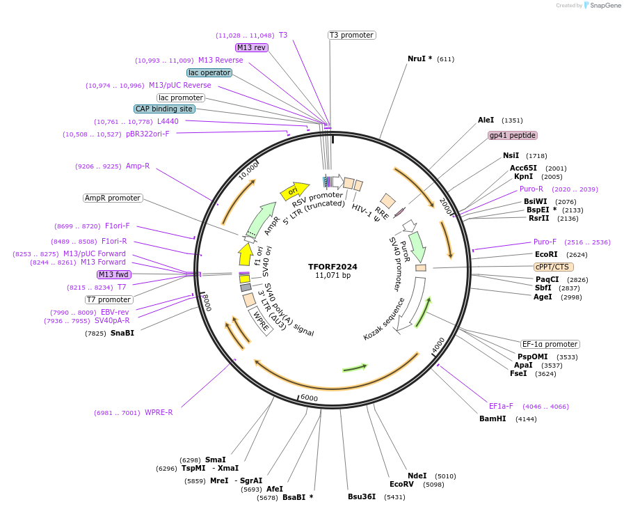 144324-plasmid-map-sequence-id-404168