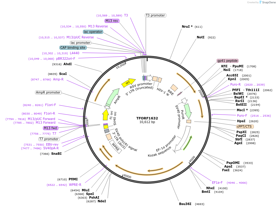 144299-plasmid-map-sequence-id-404170