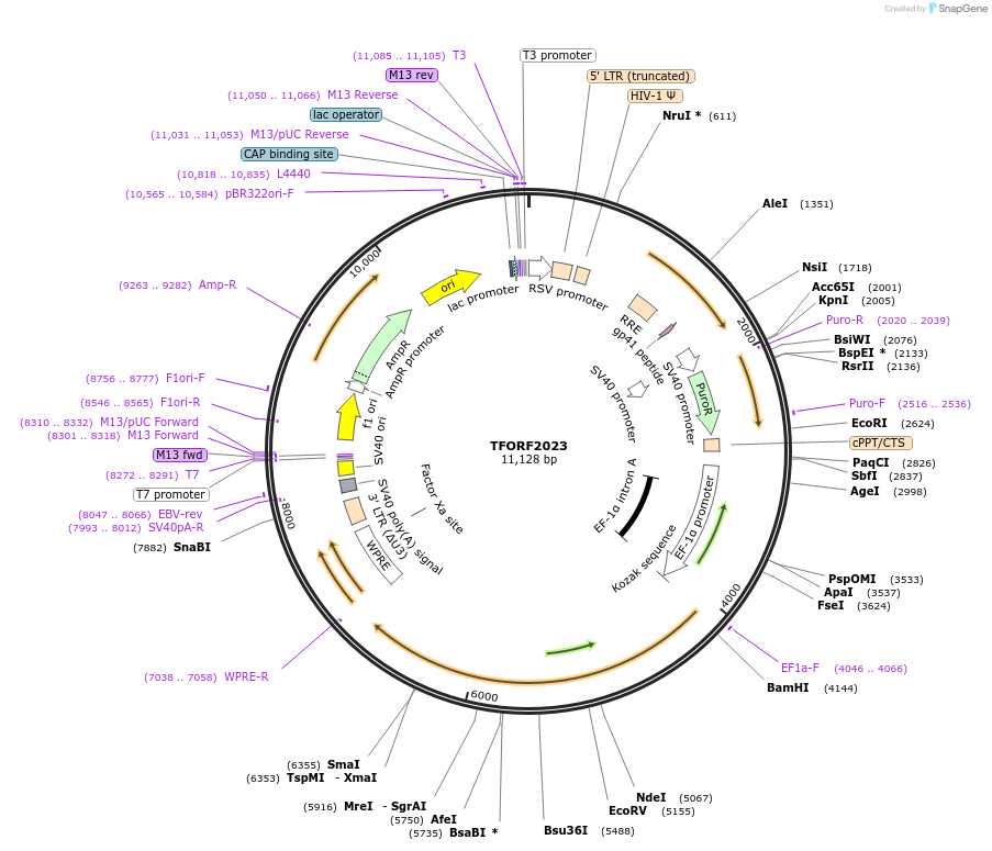 144323-plasmid-map-sequence-id-404175