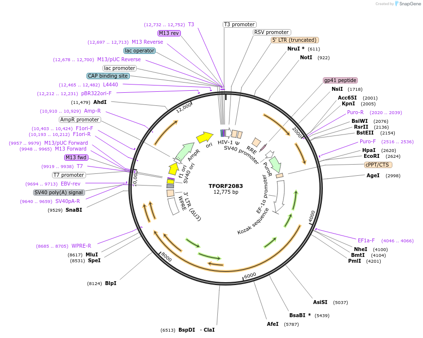 144329-plasmid-map-sequence-id-404176
