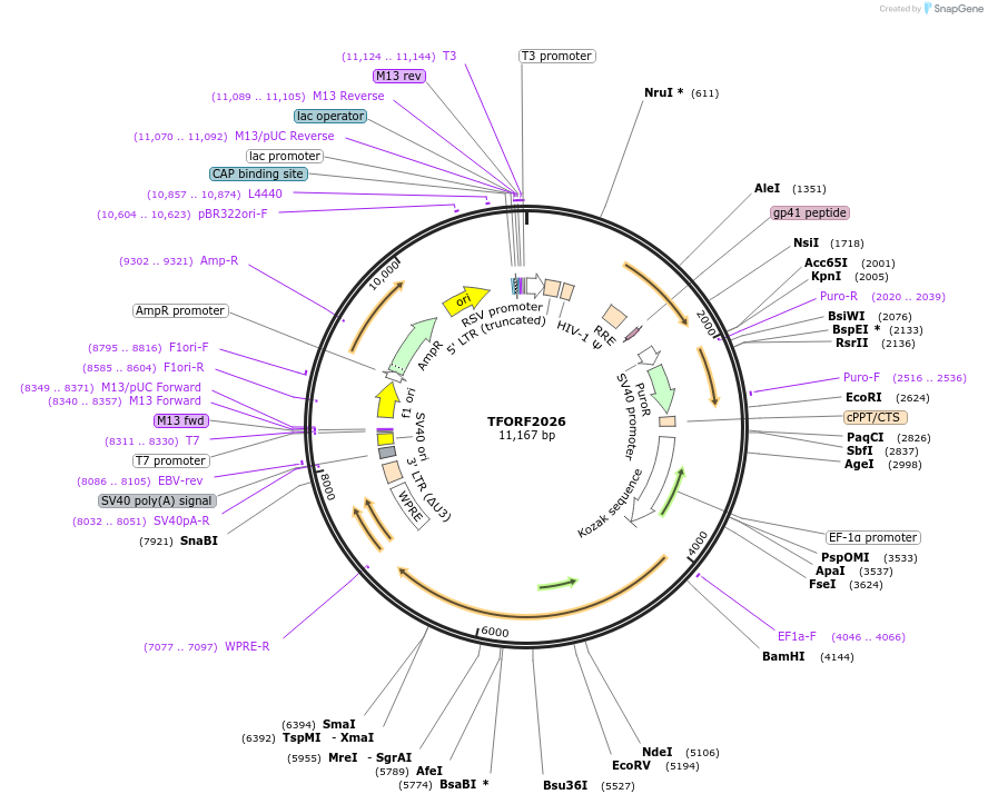 144326-plasmid-map-sequence-id-404179