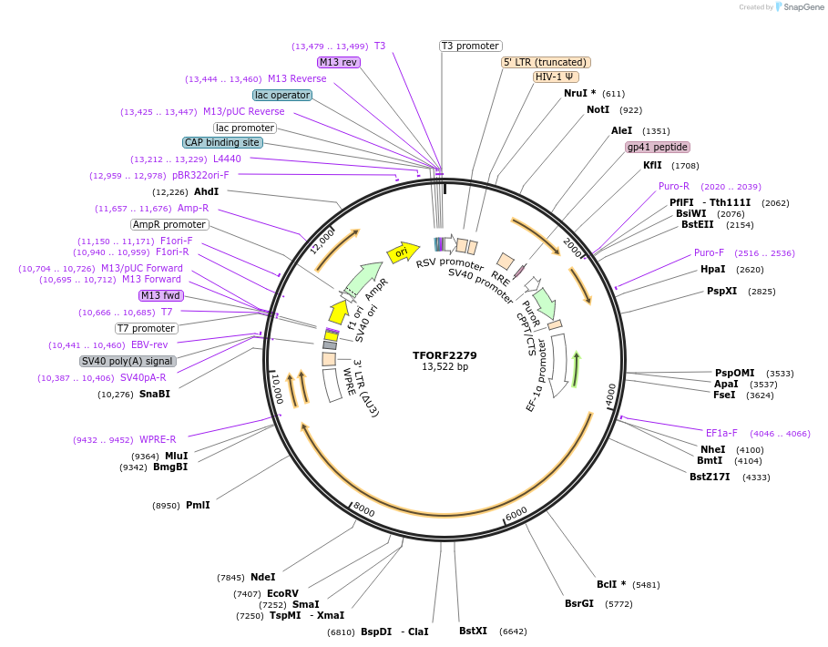 144331-plasmid-map-sequence-id-404180