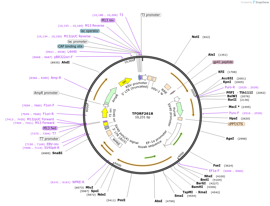 144342-plasmid-map-sequence-id-404181