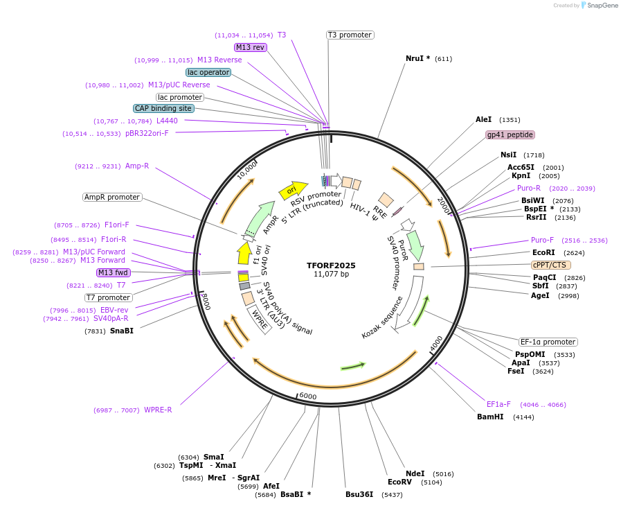 144325-plasmid-map-sequence-id-404183