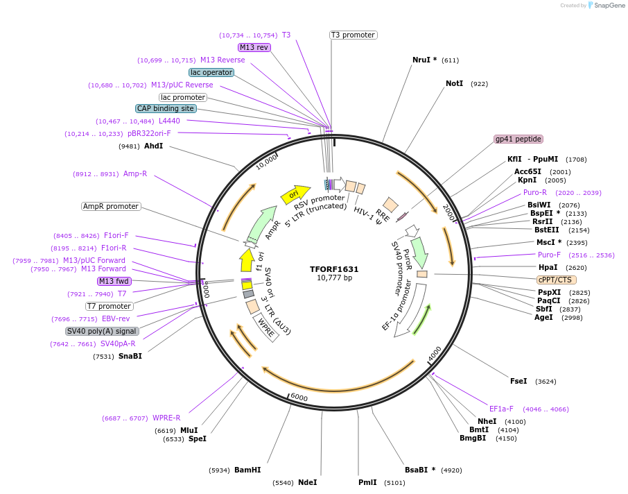 144298-plasmid-map-sequence-id-404184