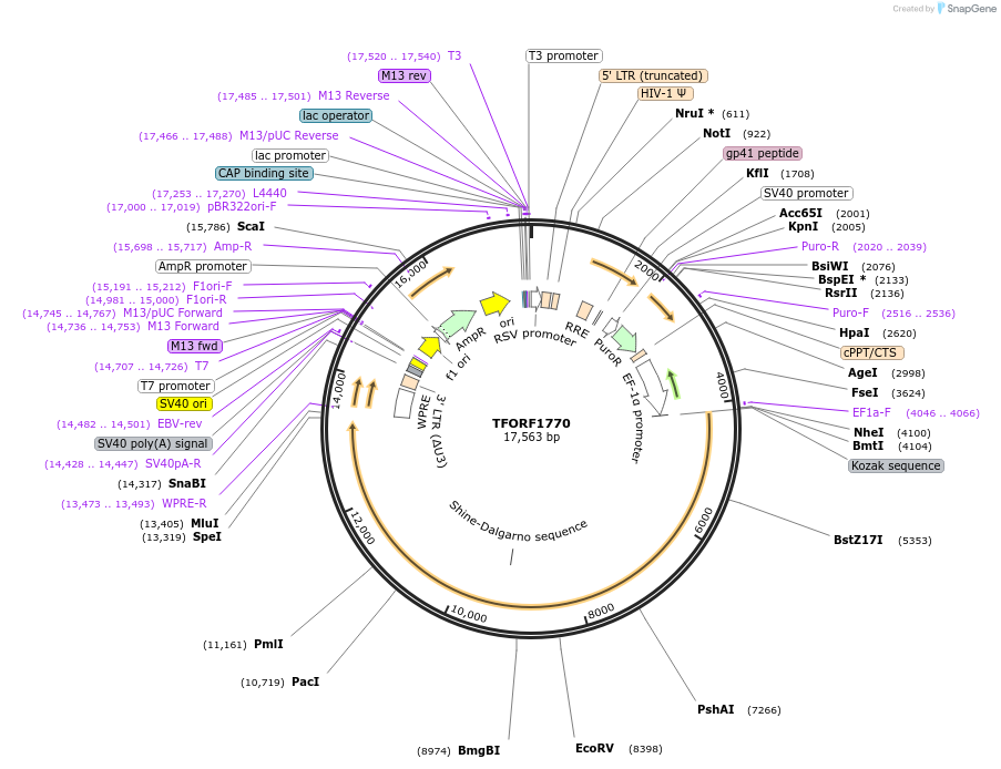 144309-plasmid-map-sequence-id-404185