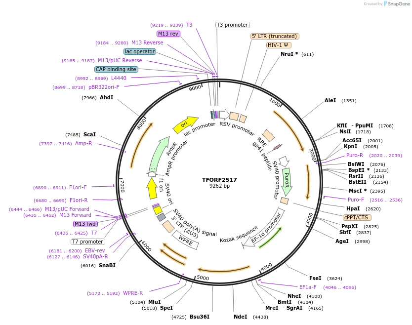 144339-plasmid-map-sequence-id-404186