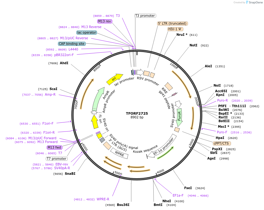 144350-plasmid-map-sequence-id-404188