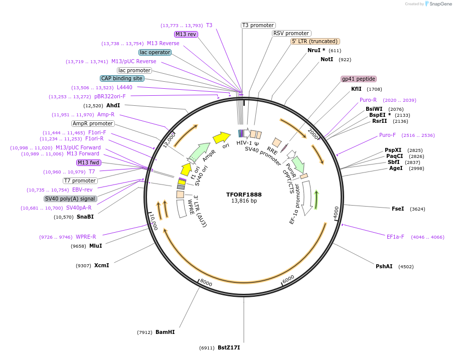 144314-plasmid-map-sequence-id-404191