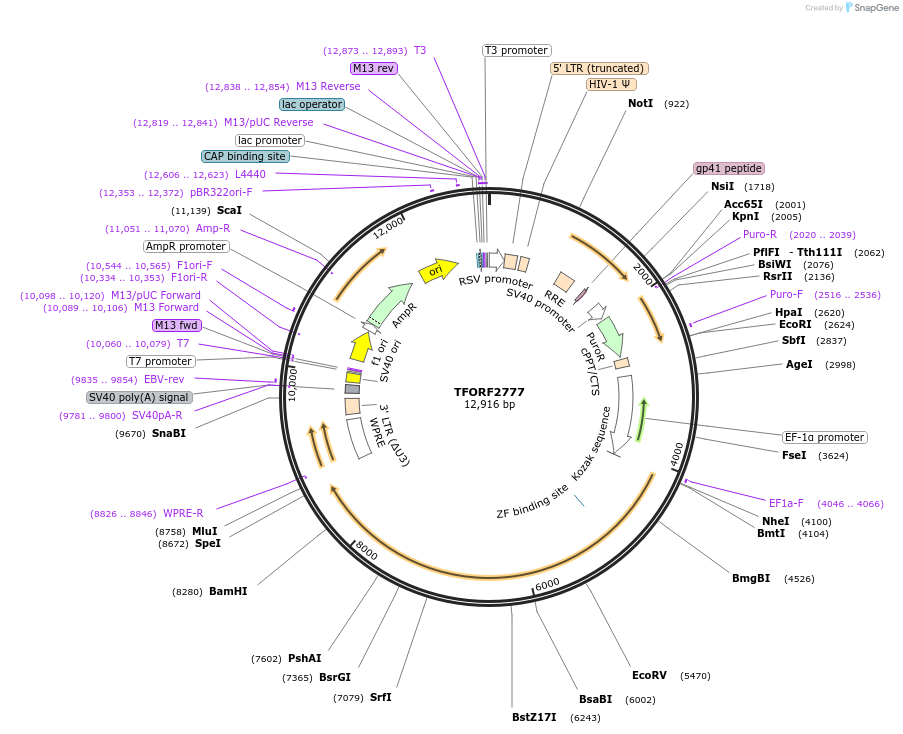 144353-plasmid-map-sequence-id-404195