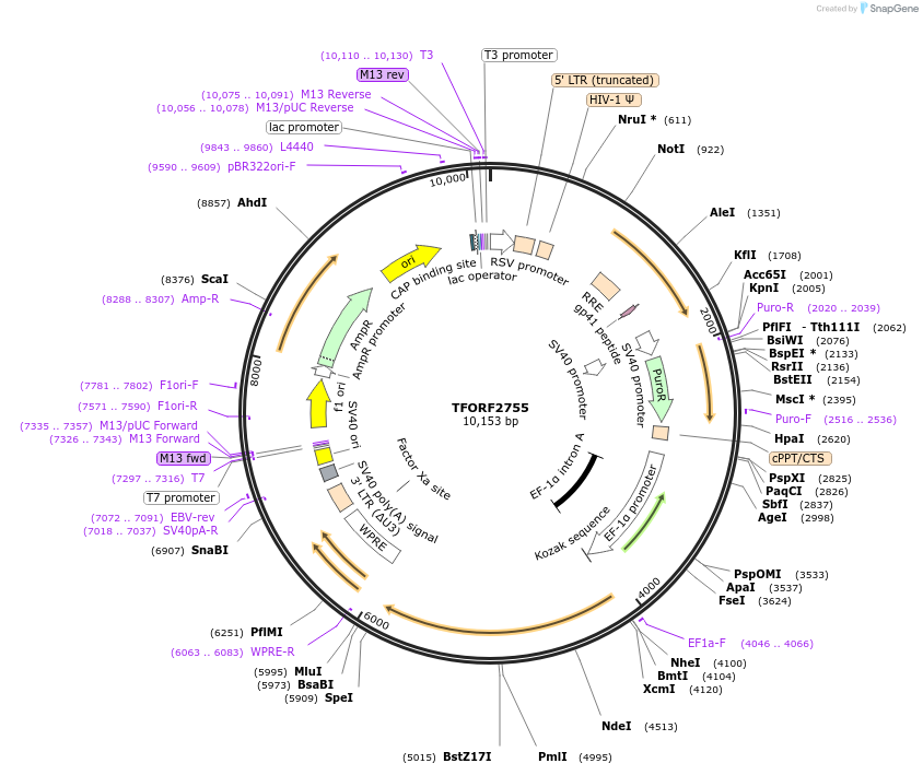 144352-plasmid-map-sequence-id-404196