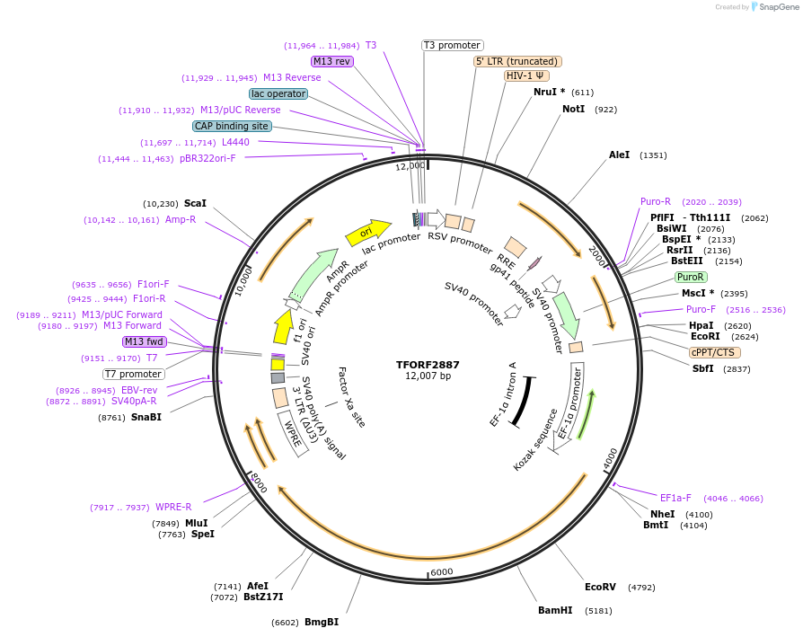 144354-plasmid-map-sequence-id-404197