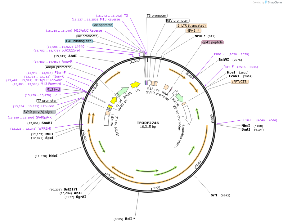 144351-plasmid-map-sequence-id-404198