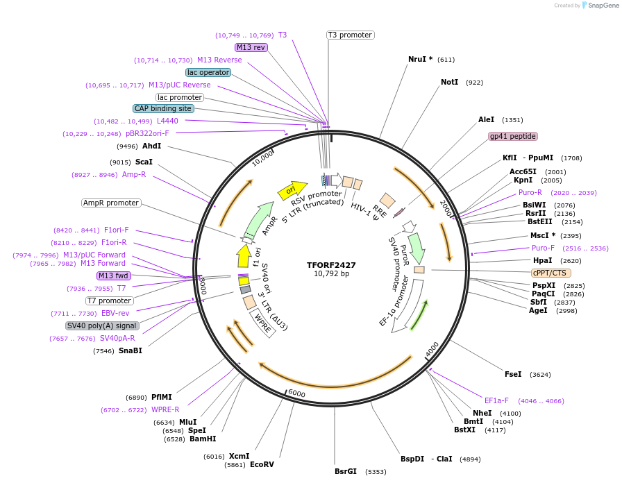 144336-plasmid-map-sequence-id-404200