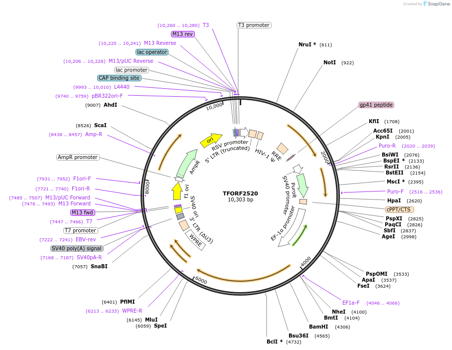 144340-plasmid-map-sequence-id-404201