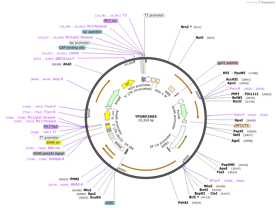 144439-plasmid-map-sequence-id-404203